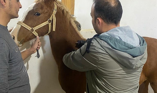 Yarış atları aşılandı. Sağlık kontrolleri yapıldı