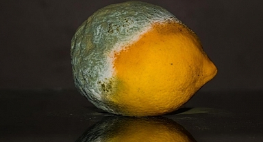 Gıda kaybına neden olan küf kaynaklı toksinler daha hızlı tespit edilebilecek