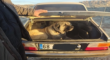 Köpek dövüşü yaptıran 2 organizatör ve 35 kişi yakalandı