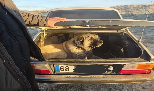 Köpek dövüşü yaptıran 2 organizatör ve 35 kişi yakalandı