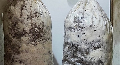 TÜBİTAK destekli projeyle kahve telvesi kullanılarak yerli mantar tohumu üretildi