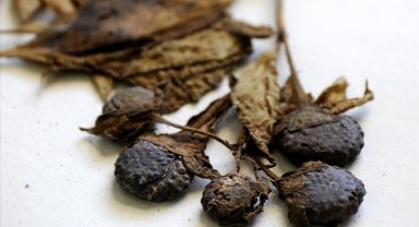 Uzmanından "güzelavrat" otu zehirlenmesine karşı uyarı