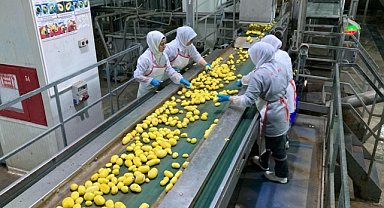 İşlenen patatesi ihraç edip kabuklarından elektrik üretiyorlar