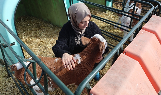 2020 Yılında Gebe Düve Desteği İle Başlayan Hikaye