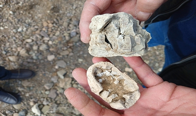 "dinozor fosili" sanılan kalıntılar traverten çıktı