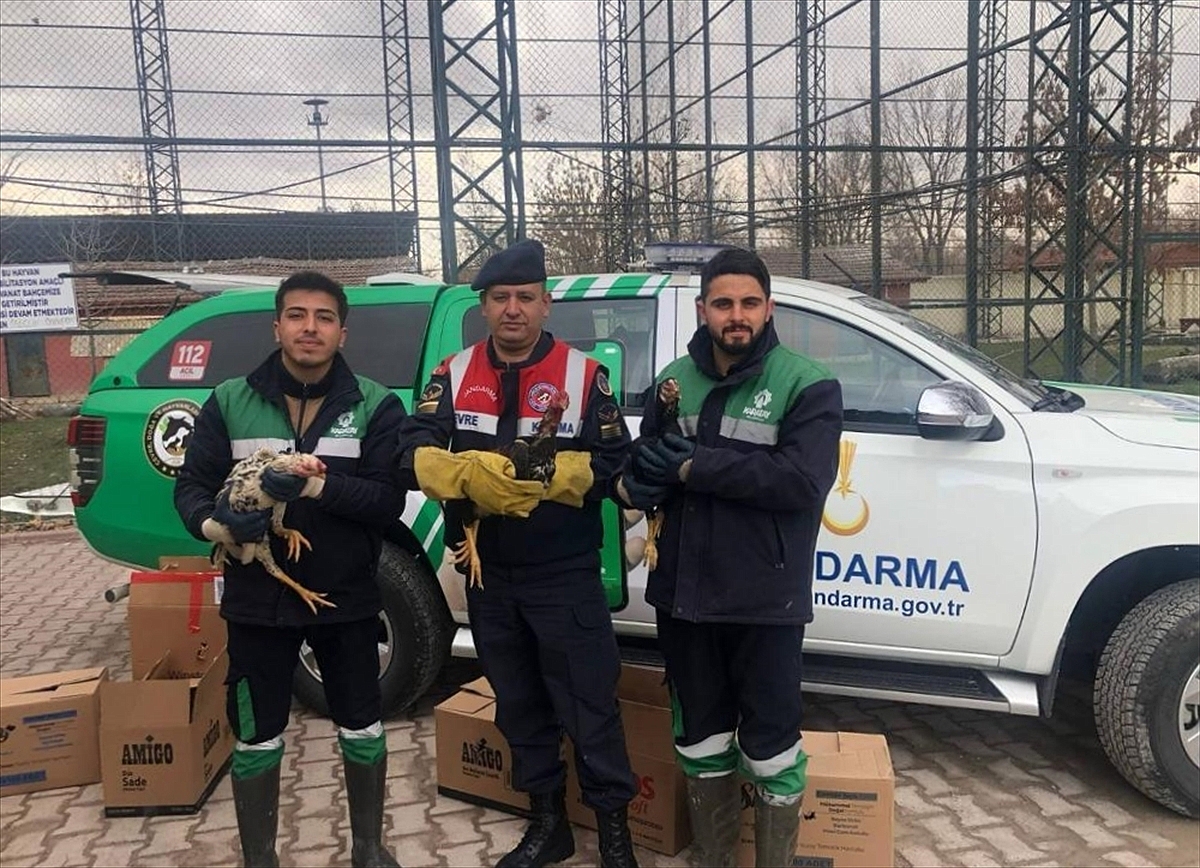 Horoz dövüşüne ilişkin yakalanan 7 kişiye 81 bin 851 lira ceza verildi