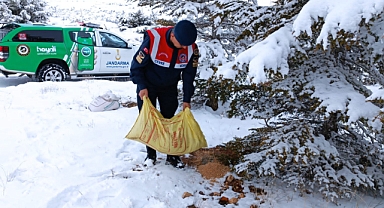 Karaman'da Jandarma yaban hayvanlarını unutmadı