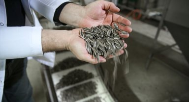 Konya Ovası'nda çerezlik ayçiçeği üretimi artıyor