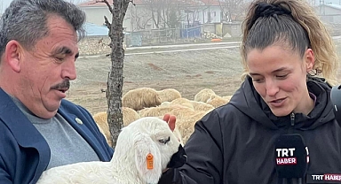 TRT Haber Karaman'ın Koyunu ve Elmasını Tanıtacak