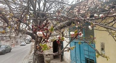 Erken Bahar İle Karaman'da Ağaçlar Çiçek Açtı