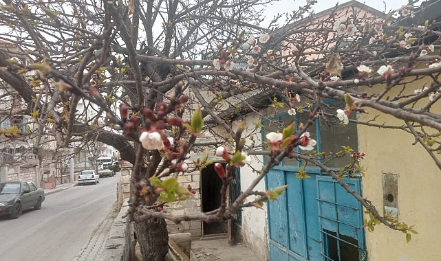 Erken Bahar İle Karaman'da Ağaçlar Çiçek Açtı