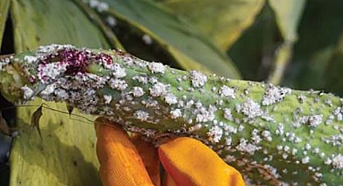 KMÜ’lü Akademisyen ‘7. Boya Böceğini’ Keşfetti