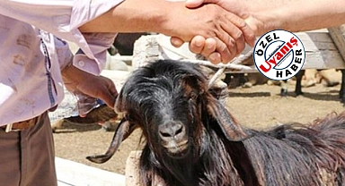 Bu Yıl Kurbanlık Fiyatları Cep Yakacak!