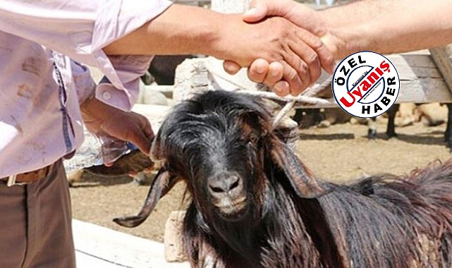 Bu Yıl Kurbanlık Fiyatları Cep Yakacak!