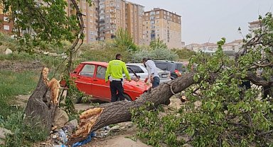 Devrilen ağaç otomobile zarar verdi