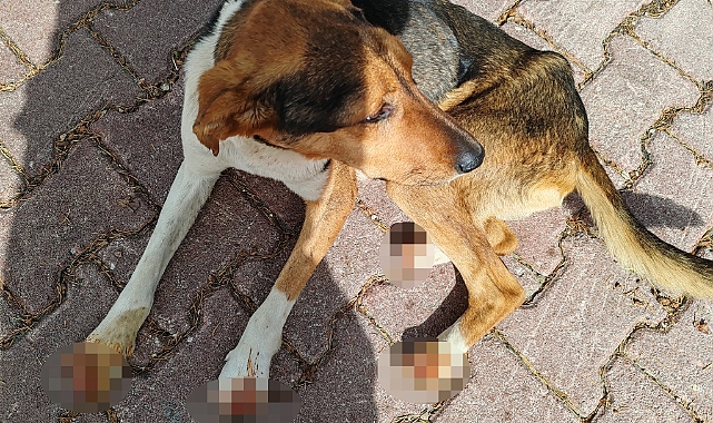 İşkence gören köpekle ilgili yeni gelişme