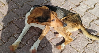 Karaman'da vahşet: köpeğinin patilerini kesip tırnaklarını söktüler