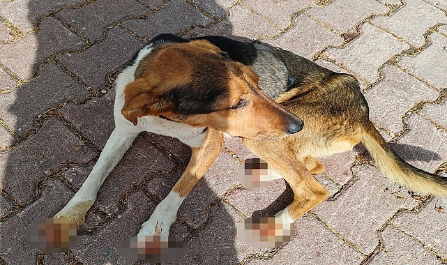 Karaman'da vahşet: köpeğinin patilerini kesip tırnaklarını söktüler