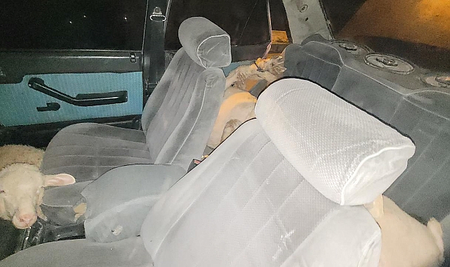 Koyun hırsızı trafik denetimine takıldı