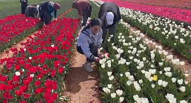 Lale tarlasında kırım zamanı başladı