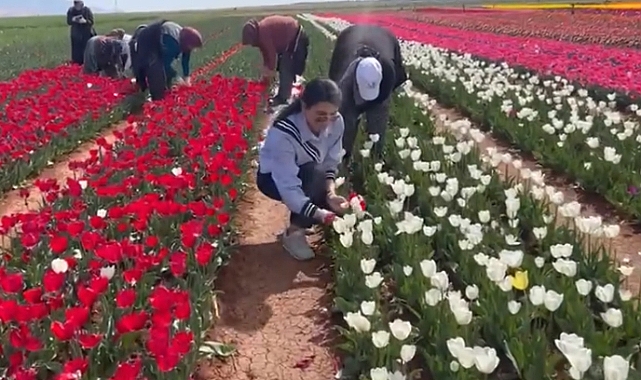 Lale tarlasında kırım zamanı başladı