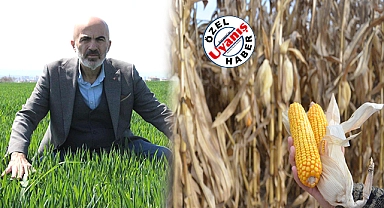 Su Sorunu Hat Safhada, Mısır Ekim Alanları Artıyor!