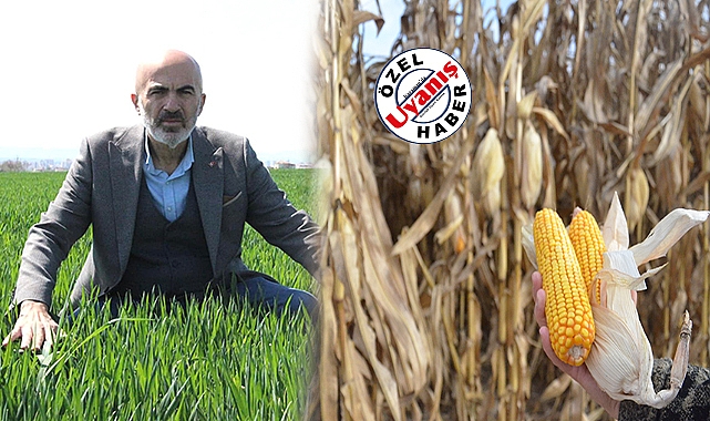 Su Sorunu Hat Safhada, Mısır Ekim Alanları Artıyor!