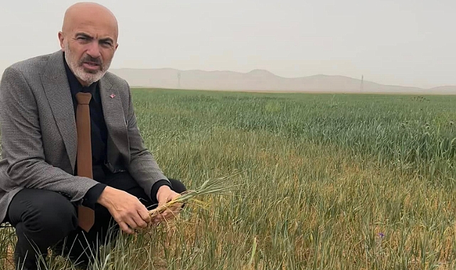 Yağmur yağmayınca Karaman'da Arpa ve Buğdaylar strese girdi