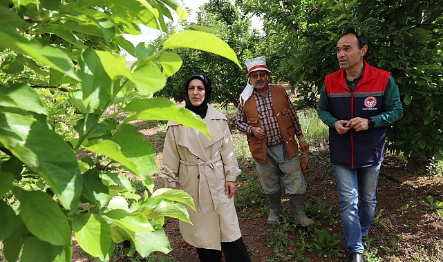 Bahçelerde Elma İç Kurdu Kontrolleri Yapıldı