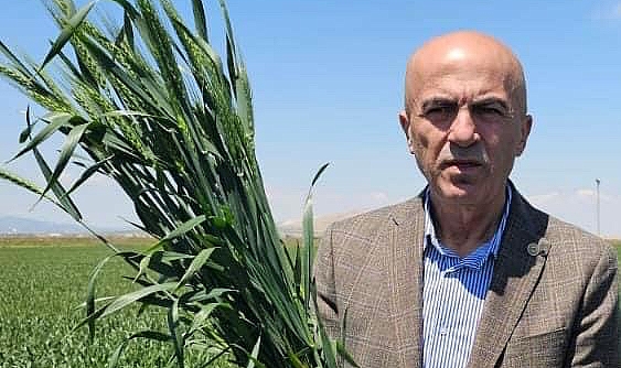 Bayram: Buğdaya Verilecek Fiyat ve Destek Primi Gelecek Yılların Üretimini Yönlendirecek