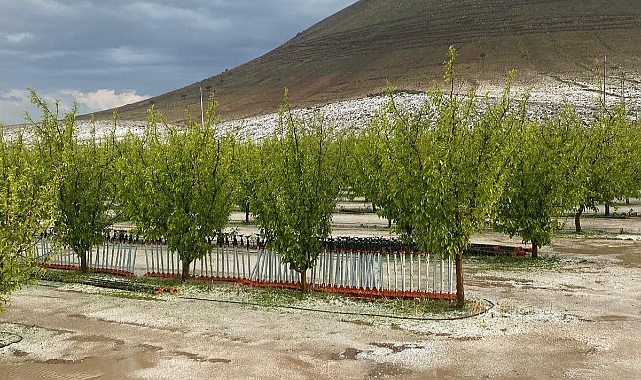 Doğal Afetlerden Zarar Gören Üreticilere Cumhurbaşkanlığı'ndan Acil Destek Ödemesi