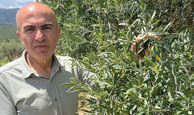 Karaman'da hedef zeytin ve zeytinyağı üretiminde marka olmak