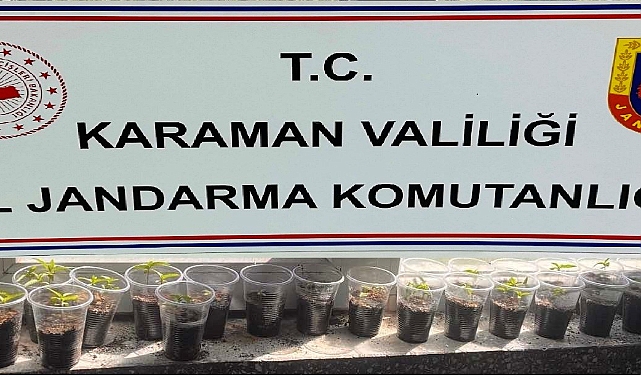 Karaman’da kenevir bitkisi ele geçirildi