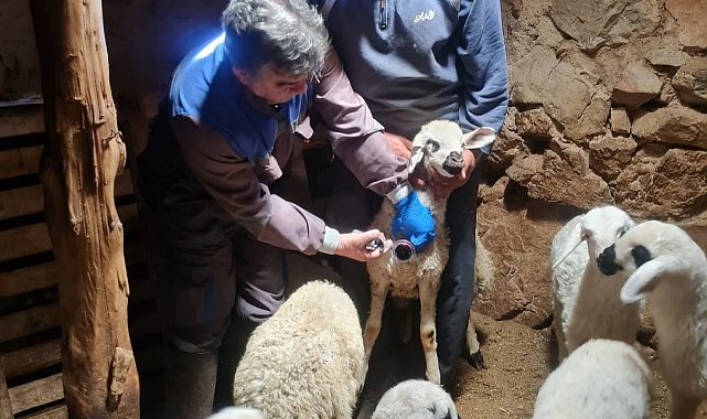 Küçükbaş Hayvanlarda Kayıt Yaptırmayı Unutmayın!  Karaman'da 60 Bin Kuzu Ve Oğlak Kayıt Altına Alındı