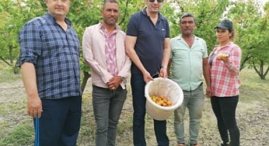 Mut’ta açık alanda kayısı hasadı başladı
