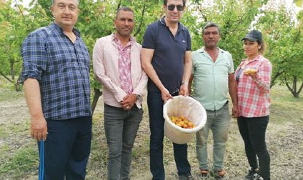 Mut’ta açık alanda kayısı hasadı başladı