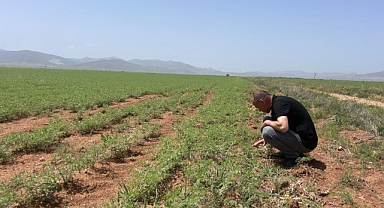 Nohut Ekili Alanlarda Hastalık Kontrolü Yapıldı