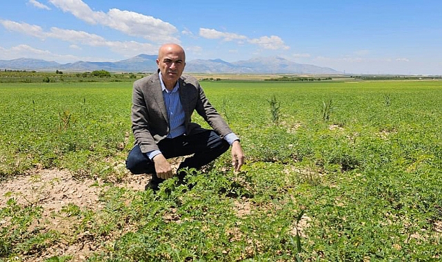 Nohut tarlalarında antraknoz hastalığı tespit edildi 