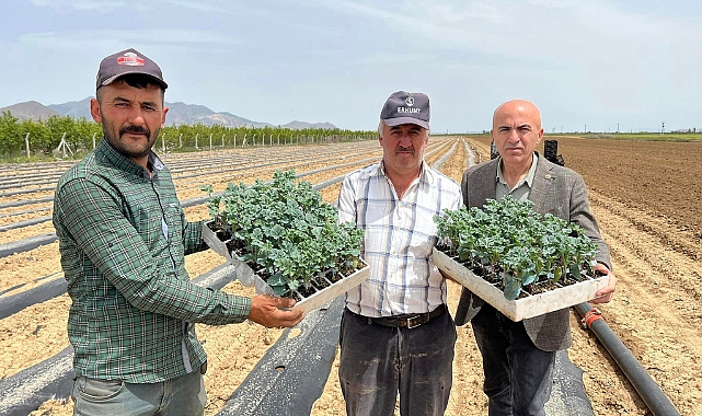 Paşa Karpuzu Fideleri Toprakla Buluşuyor