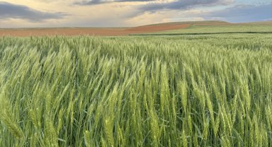 Son yağışlar Konya Ovası'nda hububat üreticisinin kaygısını giderdi