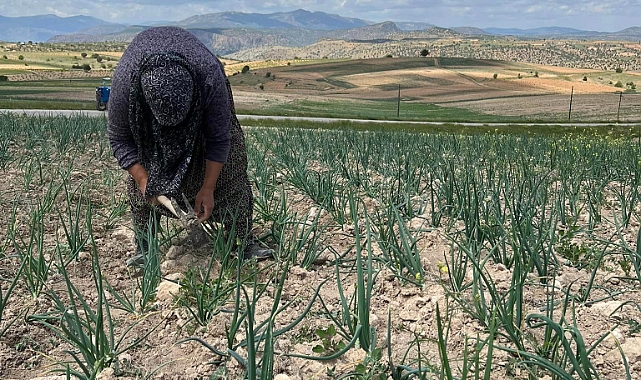 Sulanmadan Yetişen Lezzetli Tatlı Soğanda Çapa Zamanı