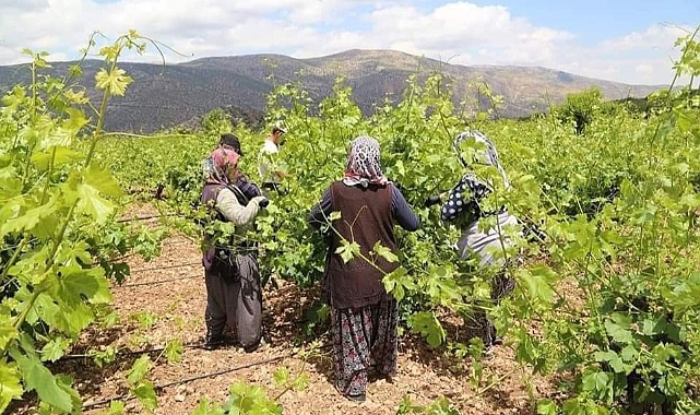Toroslarda İlk Hasat Asma Yaprağı Mesaisi