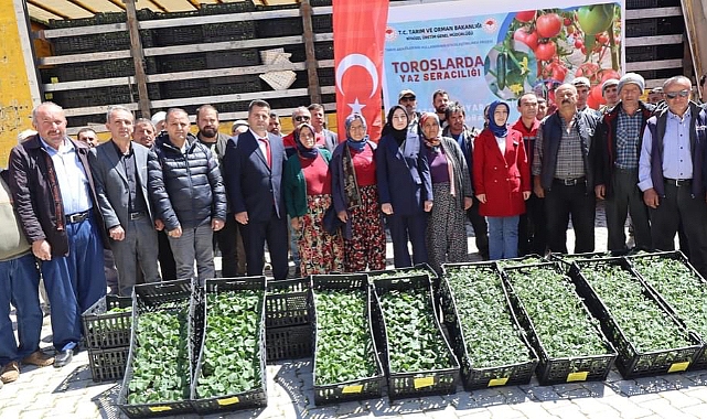 Torosların yaz seracılarına domates fidesi dağıtıldı