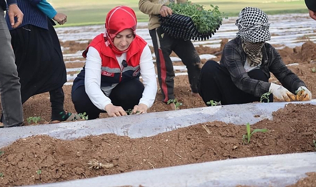 Türkiye’nin sebzesi Karaman’da yetişiyor