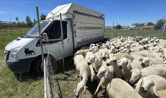 Besicinin kurbanlık satışından kazandığı 535 bin lirası çalındı
