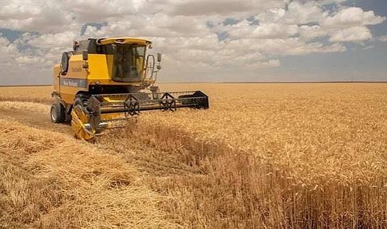 Buğday ve arpa alım fiyatları açıklandı