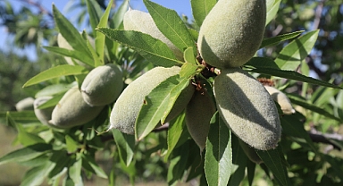 Karaman Badem Üretiminde Türkiye'de 9. Sırada