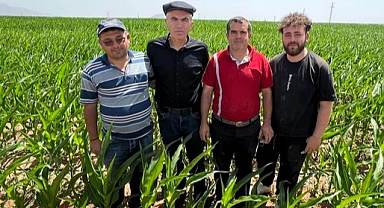 Karaman'da bu yıl 700 bin ton mısır üretilmesi bekleniyor