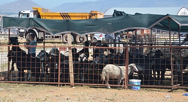 Karaman'da Kurban Satış ve Kesim Yerleri Belli Oldu