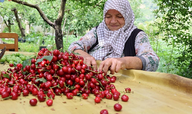 Kiraz üreticisi düşen fiyatlarla birlikte zor durumda kaldı